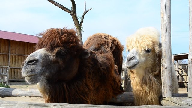 Camels in a zoo