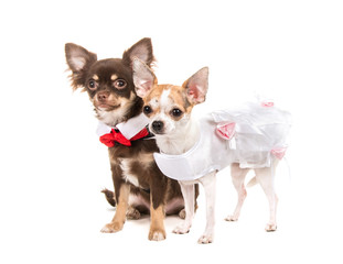 Two chihuahua dogs dressed as bride and groom getting married on a white background