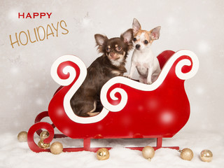 Christmas card with two chihuahua dogs in red sleigh with the text happy holidays on the background