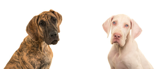 Duo portrait of two great danes isolated on a white background