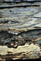 Old Birch bark background