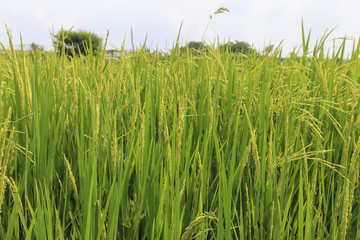 Rice fields