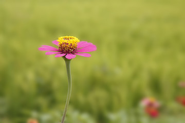 Obraz premium Zinnia flower in Thailand