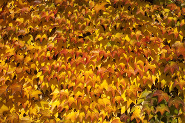 Wilder, Wein; bunter, Parthenocissus;