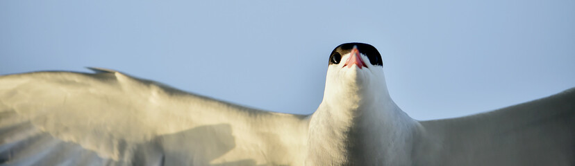 Flitting  The Common Tern (Sterna hirundo) on blue sky background