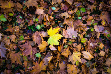 Autumn leaf fall
Multi-colored autumn leaves of a maple on a grass