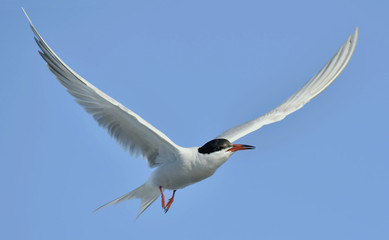 Flitting  The Common Tern (Sterna hirundo) on blue sky background