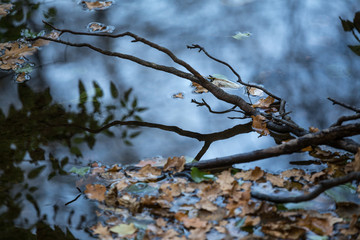 autumn river background