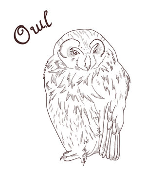 vector hand drawn illustration of owl