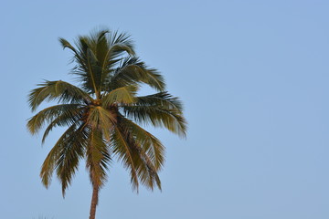 Fototapeta na wymiar Coconut palm in Goa, India