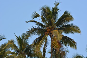 Fototapeta na wymiar Coconut palm in Goa, India