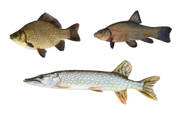 pike, tench and crucian carp isolated on white background