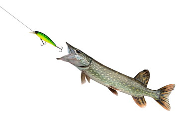 pike pursuing lures, isolated on white background