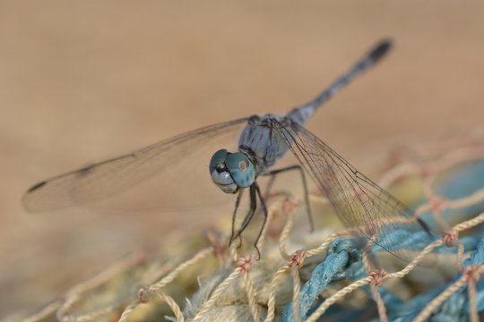 Dragonfly on fishernet