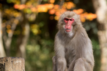 Obraz premium ニホンザルと紅葉