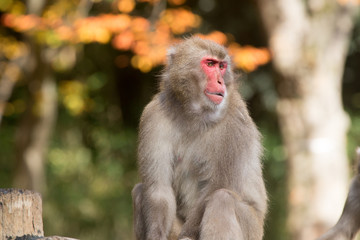 ニホンザルと紅葉