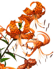 tiger lily on white background