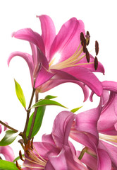 Fototapeta premium pink lily flower