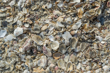Natural sand and shells background