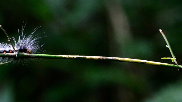 Caterpillars moving on branch in tropical rain forest.