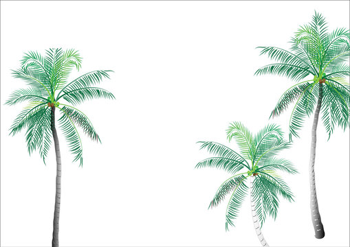 Coconut tree,palm tree isolated on white background,vector illustration ,background