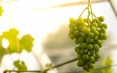 Green grapes