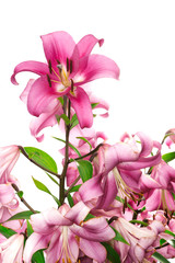 pink lily flower