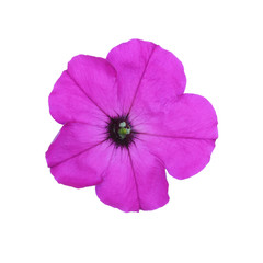 Purple petunia isolated on white background
