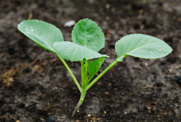 young cabbage growing
