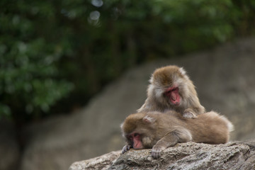 毛繕いするニホンザル