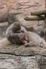 毛繕いするニホンザル