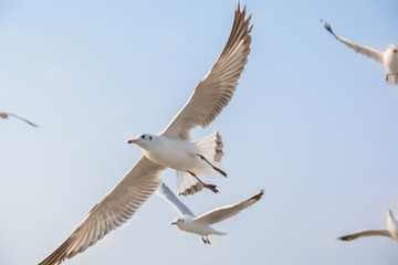 Fototapeta na wymiar Seagulls on the sky