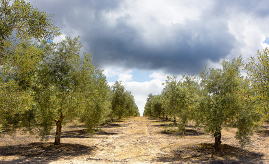 Olivar intensivo