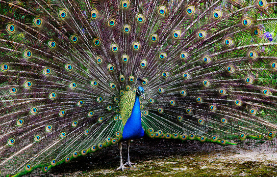 Pavo real