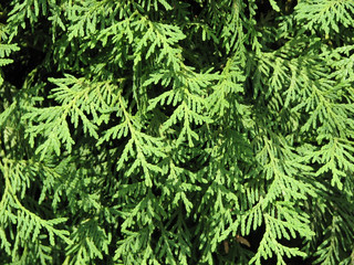 Fir branches of thuja