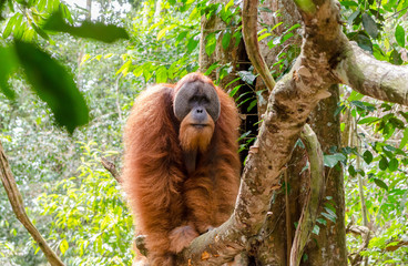 Sumatran wild orangutan in Gunung Leuser National Park in Northern Sumatra, Indonesia - obrazy, fototapety, plakaty