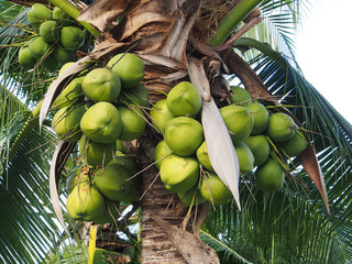 Coconut cluster on coconut tree