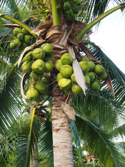 Fototapeta premium Coconut cluster on coconut tree
