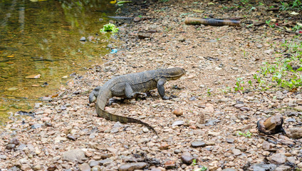 Monitor Lizard in Bukit Lawang - Sumatra, Indonesia