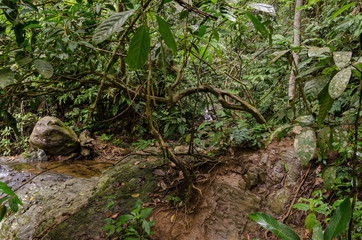National Park of Gunung Leuser in Northern Sumatra, Indonesia