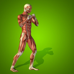 Conceptual 3D human man health anatomy
