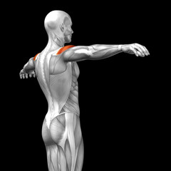 Obraz premium Conceptual 3D anatomy muscle isolated