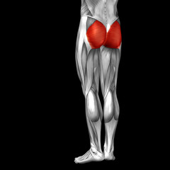 Conceptual 3D human back upper leg muscle anatomy