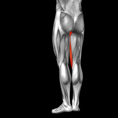 Conceptual 3D human back upper leg muscle anatomy