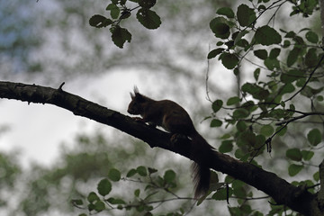 Eichhörnchen