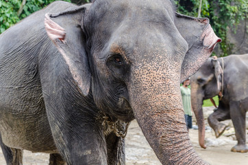 Sumatran elephants in Tangkahan Sumatra Indonesia