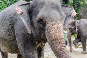 Fototapeta premium Sumatran elephants in Tangkahan Sumatra Indonesia