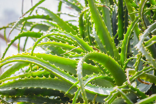 Close-up wild Aloe Vera plant in the garden, plant background