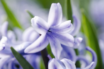 Fototapeta premium Flower.