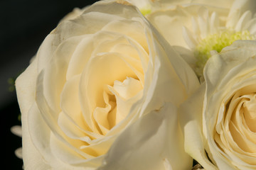 Yellow roses close-up